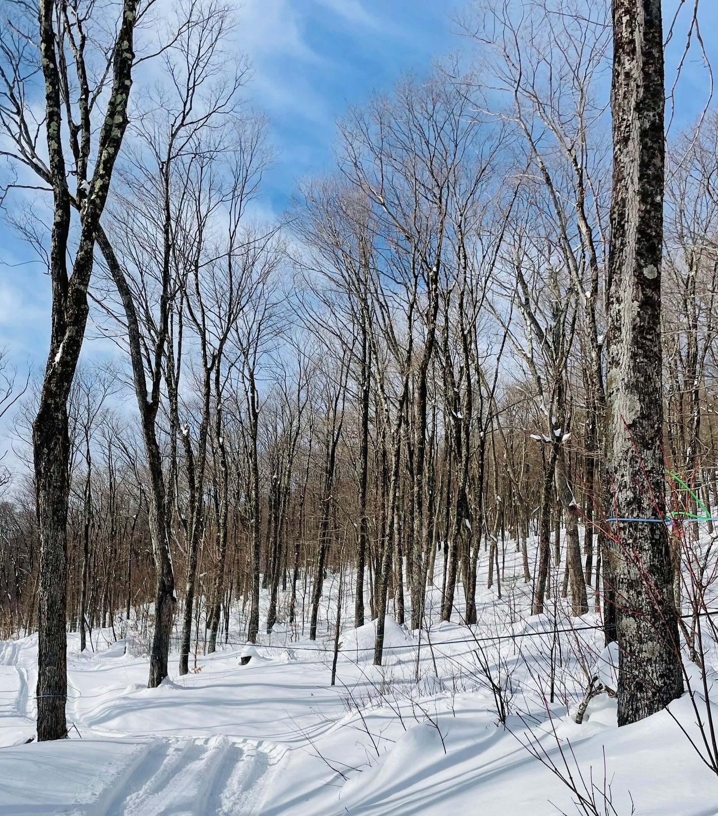 all natural vermont maple syrup is produced in this sugarbush in 2024