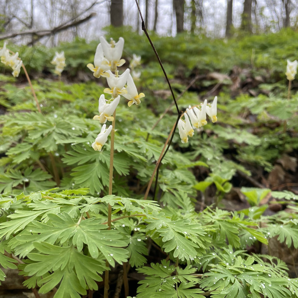 Wildflowers in the Sugarbush