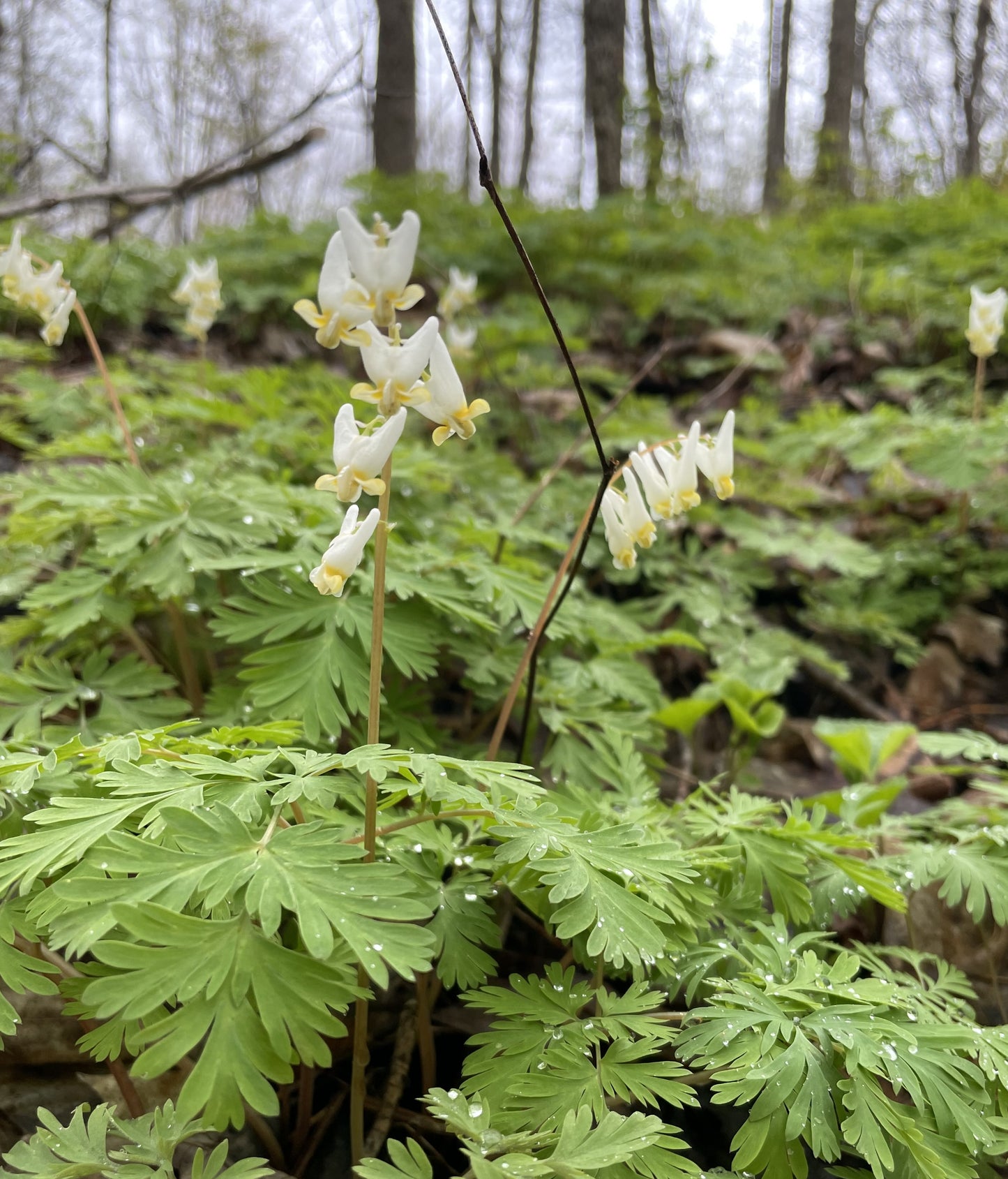 Wildflowers in the Sugarbush