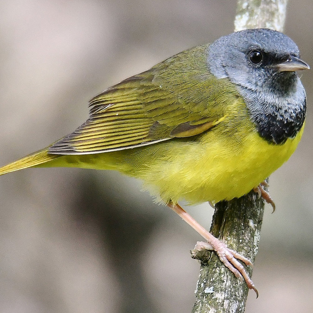 Bird Friendly Maple