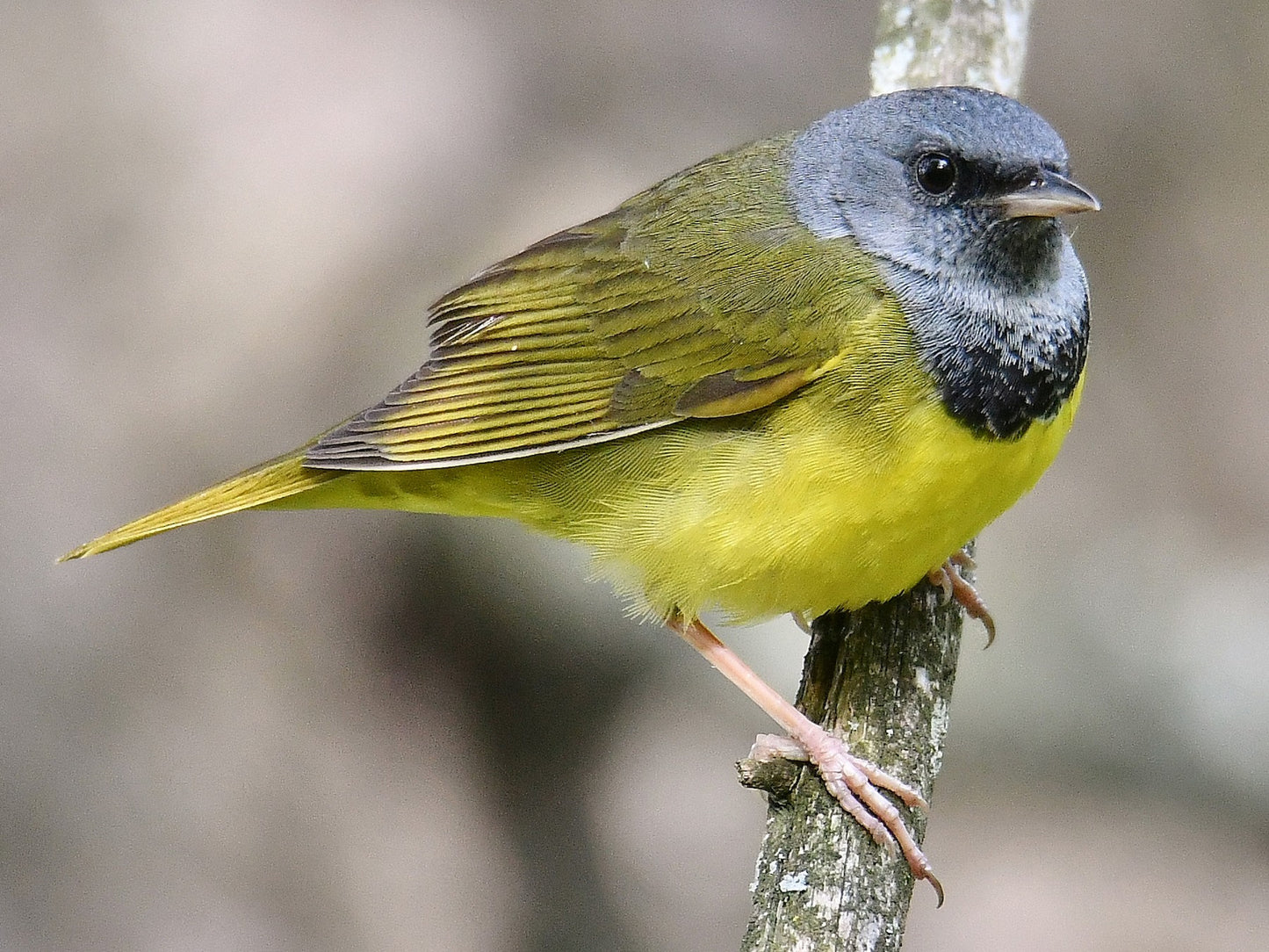 Bird Friendly Maple