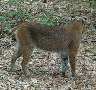 Picture of  bobcat in a Vermont Maple syrup sugarwoods. Barred Woods Maple focuses on sustainable, environementally friendly maple syrup production practices.