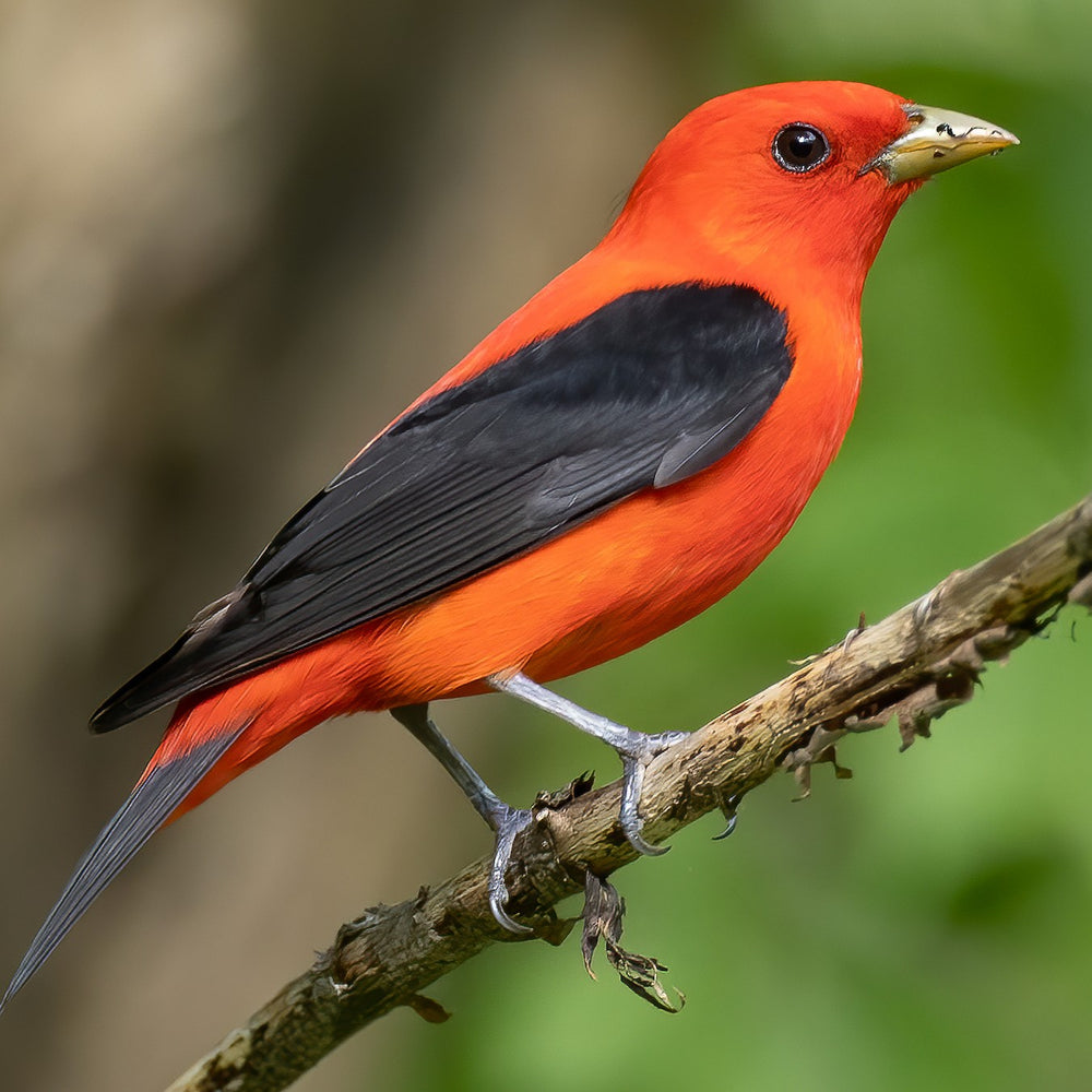 bird friendly maple syrup