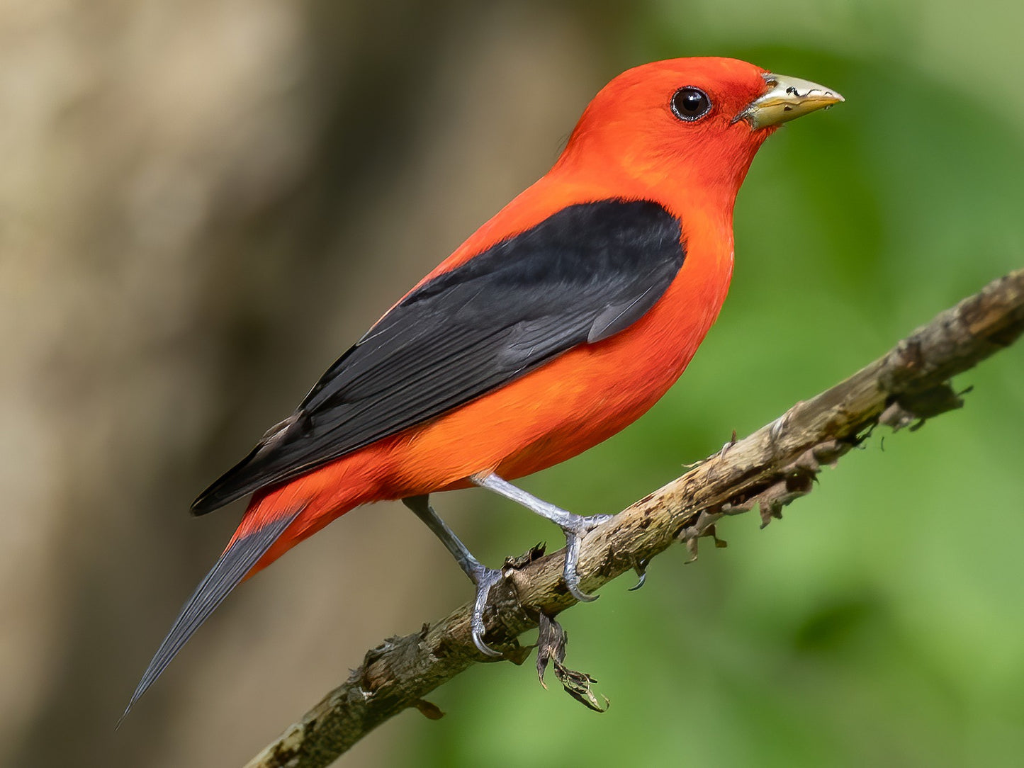 bird friendly maple syrup