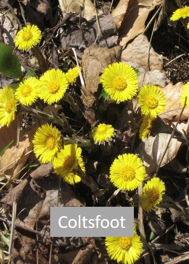 coltsfoot in maple syrup farm