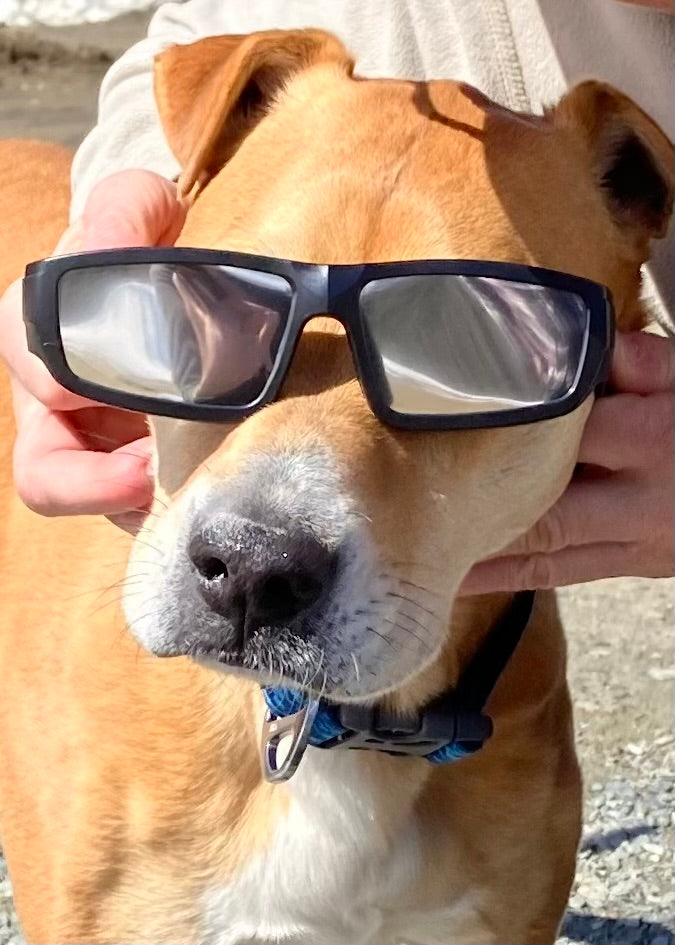 Wearing protective glasses  during the 2024 eclipse outside our maple products store. 