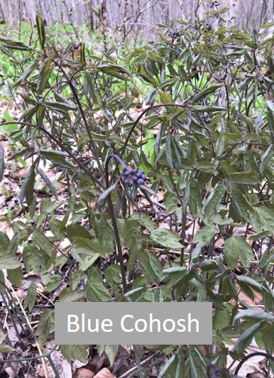blue cohosh is an excellent predicter of great sugar maple soils
