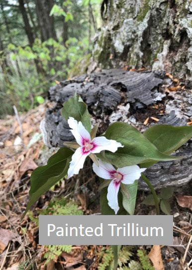 painted trillium wildflower from vermont maple sugar farm
