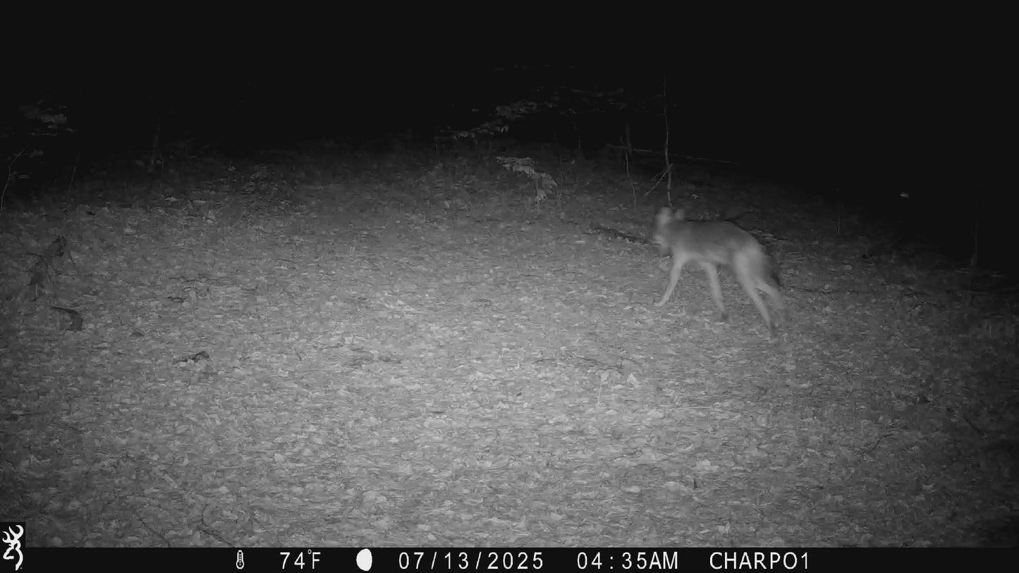 A mother deer chasing a coyote in our sugarwoods.