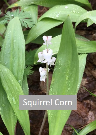 squirrel corn wildflower in sugarbush