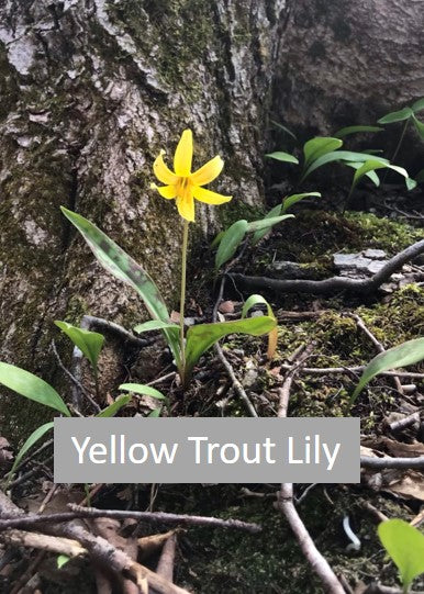 yellow trout lily.   spring time is maple syrup time in vermont